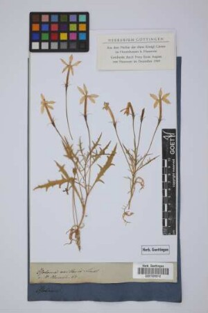 Isotoma axillaris Lindl.