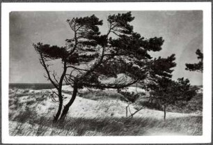 Heidebrink (Miedzywodzie/Polen). Dünenlandschaft