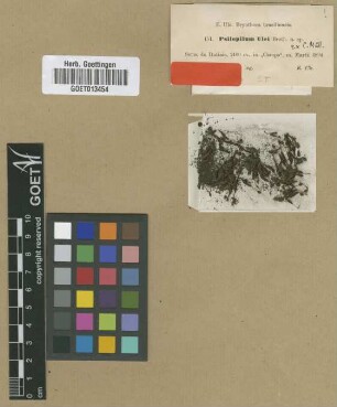 Psilopilum ulei Broth. ex Müll.Hal. [isotype]