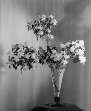 Blumen und Blüten in diversen Vasen. Blütenzweige (Kirsche?) in gläserner Kelchvase