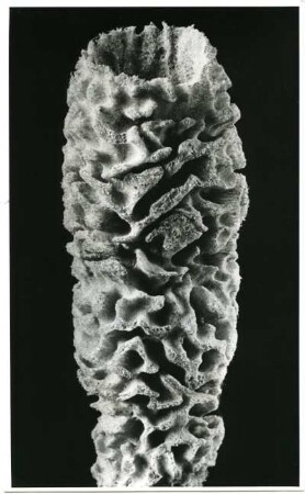 Esperiopsis sp., Schwamm, Küste von Florida