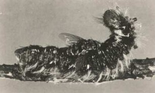 Raupenfliege oder Schmarotzerfliege (Tachinol) an der Raupe des Kiefernspinners (Dendrolimus pini), Eier ablegend