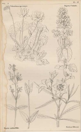 Vol. 2, Pl. 17