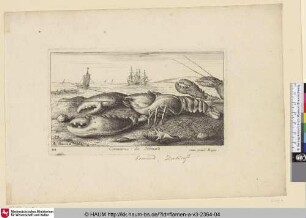 Cammarus, Le Homard