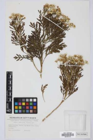 Argyranthemum callichrysum (Svent.) Humphries