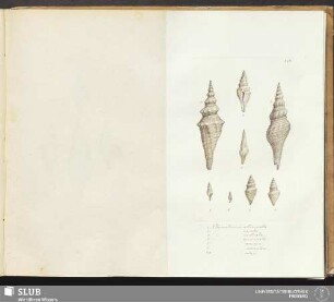146