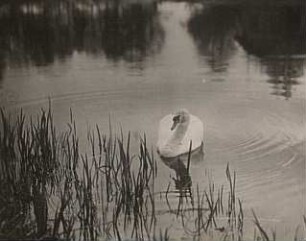 Höckerschwan (Cygnus olor) schwimmend
