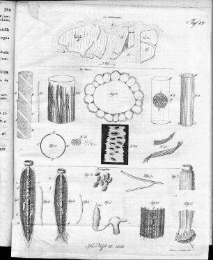 Tafel VI zur Isis Heft Vi. 1822