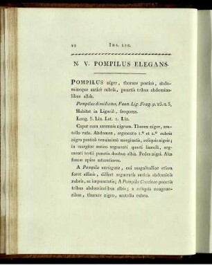 N. V. POMPILUS ELEGANS.