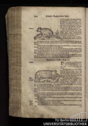 Cap. 62. Maulwurf, Talpa.