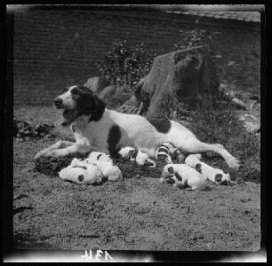 [Bailleul-Sir-Berthoult (Dep. Pas-de-Calais, Frankreich):] Hündin mit 10 Welpen