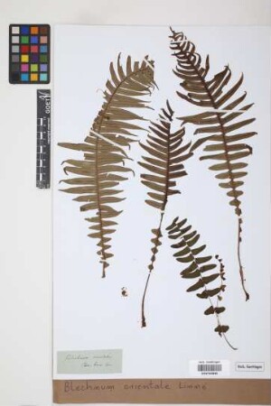 Blechnum orientale L.