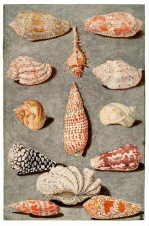 Dreizehn Gehäuse von Muscheln und Schnecken