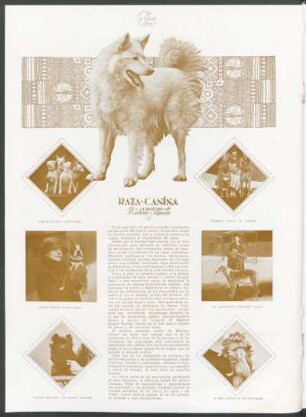 Raza canina - la exposición de Madison-Square