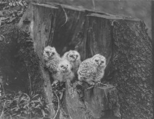 Waldkauz : Vier junge Waldkäuze (Strix aluco Linnaeus) in einem alten Baumstumpf.
