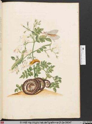[Metamorphose eines Schmetterlings auf einem wohlriechenden Jasminzweig]