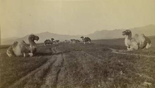 Weg zu den Ming Gräbern bei Nanking