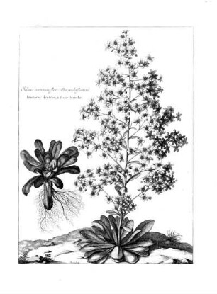 Sedum Serratum Flore Albo Multiflorum