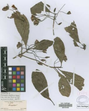 Elaeocarpus stapfianus Gagnep.[isosyntype]