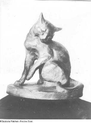 Schuldbewußtsein (Katze)