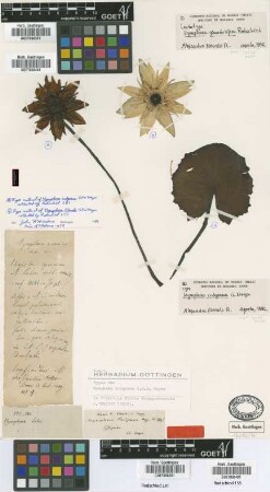 Nymphaea blanda G.Mey. [type]