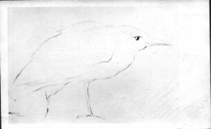 Vogel (Rabe ?) : Vogel (Rabe ?). Kohlezeichnung (1963; E. Richter). Dresden-Striesen, Borsbergstraße 11, Atelier der Künstlerin