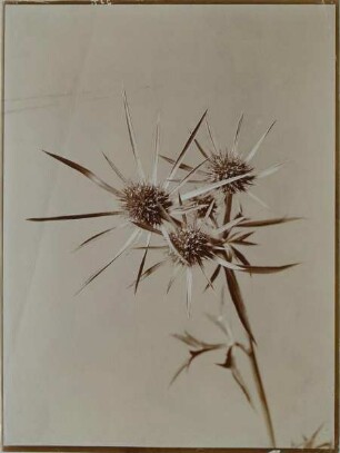 Distel