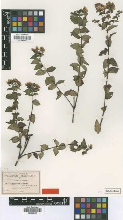 Eupatorium collodes B.L.Rob. & Greenm. [type]
