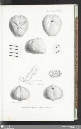 Pl. 874
