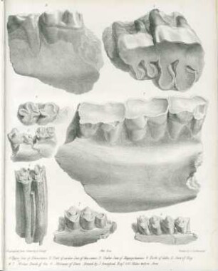 1. Upper jaw of rhinoceros. 2. Part of under jaw of the same. 3. Under jaw of Hippopotamus 4. Tooth of ditto. 5. Jaw of hog. 6.7. Molar theeth of ox. 8. Molares of deer ...