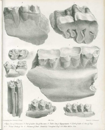 1. Upper jaw of rhinoceros. 2. Part of under jaw of the same. 3. Under jaw of Hippopotamus 4. Tooth of ditto. 5. Jaw of hog. 6.7. Molar theeth of ox. 8. Molares of deer ...