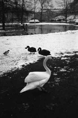 Schwäne im winterlichen Stadtgarten.