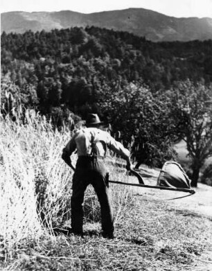 Getreideernte im mittleren Schwarzwald