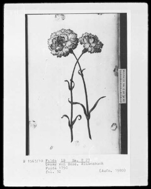 Georg Friedrich Heß, Blumenbuch — Zwei Nelken, Folio 32recto