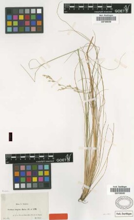 Festuca elegans Boiss. [type]