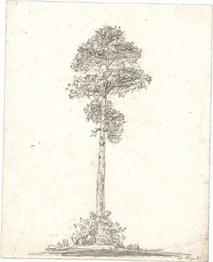 Zocher, Ernst; Baumstudien - Ansicht