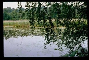 Luch b. Golm 6.6.79.