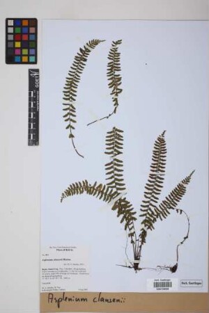 Asplenium claussenii Hieron.