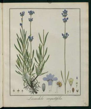42r, Lavandula angustifolia