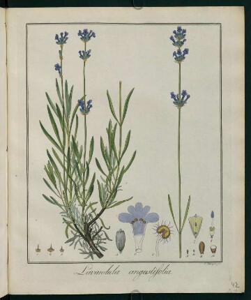 42r, Lavandula angustifolia