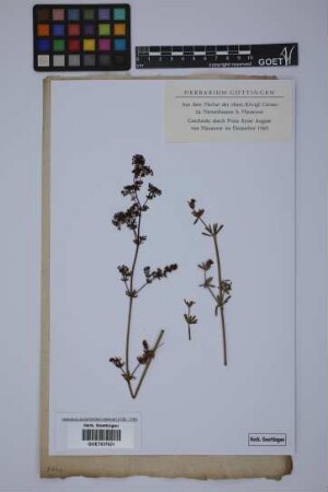 Galium