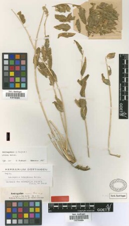 Astragalus lobophorus Boiss.