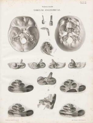 Labyrinthus auris