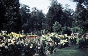 Dresden. Großer Garten. Dahliengarten
