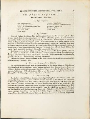 VII. Piper nigrum L.