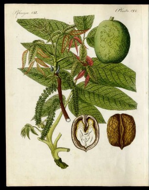 Der gemeine Wallnuss-Baum. (Juglans regia Lin.)