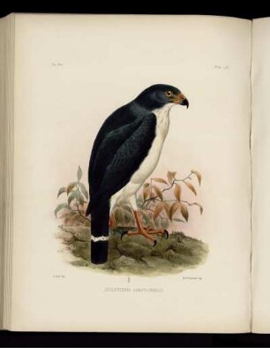 Plate LXI. Leucopternis Semiplumbea. [bis] Plate LXX. Turdus Gigas.