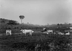 Weideland : Weideland mit Rindern bei São José do Rio Preto.