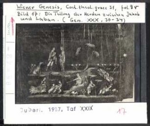 Wiener Genesis (Wien, Cod. theol. graec. 31), fol. 9r: Die Teilung der Herden zwischen Jakob und Laban