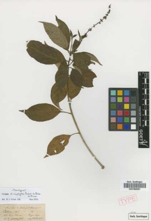 Croton lissophyllus Radcl.-Sm. & Goverts ex Esser [paratype]